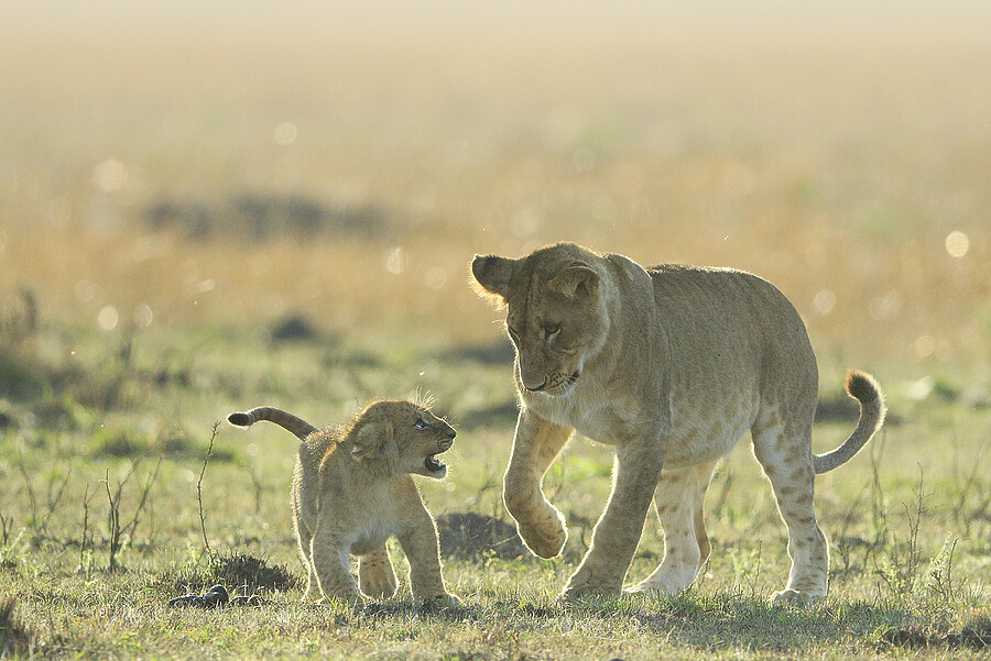 LION CUB WARNING